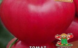 Variété de salade à pulpe charnue - tomate 