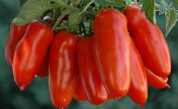 Une variété exotique de tomates pour les vrais gourmets - Tomates poivrées pour salades et conserves