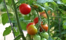 Le favori des résidents d'été domestiques, le plus sans prétention à entretenir et en même temps la tomate à haut rendement 