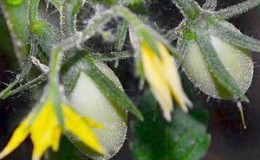 Secrets de prendre soin des tomates pour augmenter les rendements: comment nourrir les tomates pendant la floraison et la fructification
