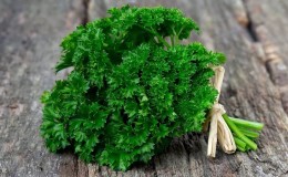 Quel est le nom du persil frisé