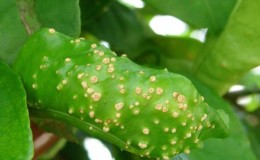 Comment traiter les maladies du citron maison