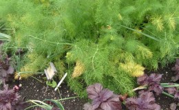 Pourquoi l'aneth jaunit-il dans le jardin et que faire pour l'empêcher