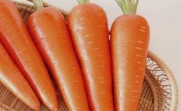 Hybride juteux et sucré de carottes Abaco F1 à haut rendement