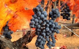 Cépage Carmenere savoureux sans prétention