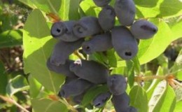 Variété de chèvrefeuille tardive résistante au gel 