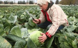 Quand est-il préférable de hacher le chou pour le marinage