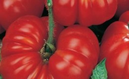 Comment faire pousser et où utiliser la tomate 