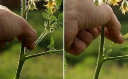 Nous formons les arbustes correctement: faites des tomates rabougries et quelles variétés ne nécessitent pas cette étape