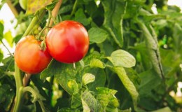 Tomate douce, charnue et sans prétention 