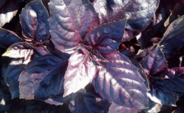 Basilic Rosie à croissance rapide avec un goût et un arôme excellents