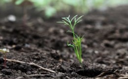 Que faire si l'aneth pousse mal et pourquoi un tel problème pourrait survenir