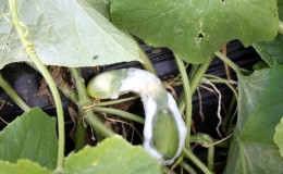 Pourquoi les concombres pourrissent-ils dans une serre et que faire pour sauver votre récolte