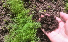 L'aneth pousse mal - comment se nourrir pour une bonne récolte et comment bien le faire