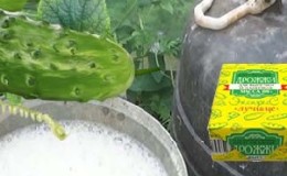 Ce qui est utile pour nourrir les concombres avec de la levure et comment l'appliquer correctement