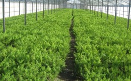 Un guide détaillé sur la culture de l'aneth