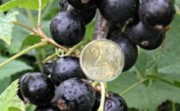 Variété de cassis Un miracle ordinaire: caractéristiques, règles de plantation, d'entretien et de reproduction