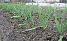 Comment être et que faire si les oignons d'hiver ont germé à l'automne