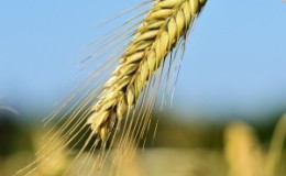 Caractéristiques de la technologie de culture de l'orge