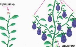 Comment former correctement des aubergines dans une serre: instructions pour les jardiniers débutants