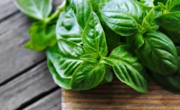 Le basilic est-il possible pendant la grossesse