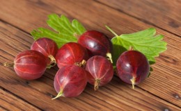 Groseille sans épine à maturation tardive résistante au gel