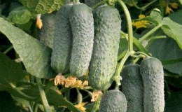 Examen de la variété de concombre mamelouk pour les salades et les préparations savoureuses pour l'hiver