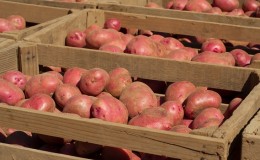 Méthodes de stockage à domicile pour les pommes de terre