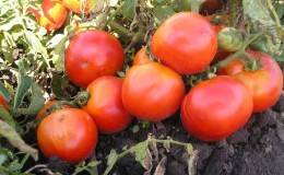 Tomate hybride pour la mise en conserve et les salades: tomate Anastasia