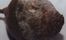 Les maladies de la betterave les plus courantes: une description des symptômes et un traitement efficace