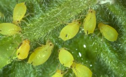 Comment traiter les pucerons sur les concombres dans une serre: méthodes efficaces et mesures préventives