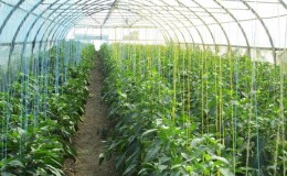 Quand et comment planter correctement le poivron dans une serre: instructions étape par étape pour les jardiniers novices