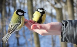 Est-il possible de nourrir les oiseaux avec du riz et d'autres céréales