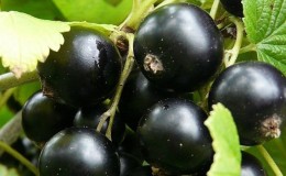 Les variétés les plus sucrées de cassis à gros fruits