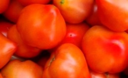 Variété à maturation précoce et sans prétention qui donne une récolte abondante: la tomate 