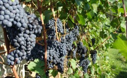 Comment et quoi nourrir les raisins en juillet dans la voie centrale