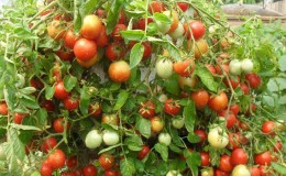 Variété universelle de tomates pour les salades, le marinage et le séchage - tomate 