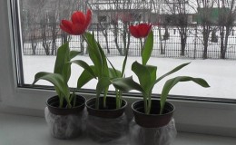 Comment faire pousser correctement des tulipes dans un pot à la maison