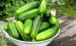 Pourquoi les concombres sont amers, comment les éviter et que faire avec une culture qui a un goût amer
