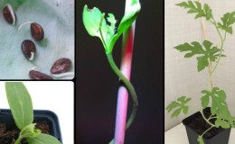 Comment faire pousser une pastèque à la maison à partir d'une pierre: instructions étape par étape