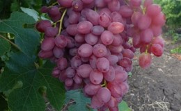 Cépage Veles délicat et parfumé provenant d'éleveurs ukrainiens