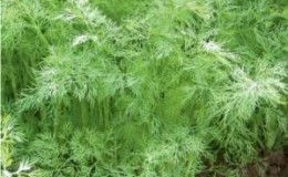 Les meilleures variétés d'aneth pour les légumes verts sans parapluies pour la culture en serre, en pleine terre et à la maison