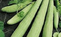 Qu'est-ce que la lagenaria: propriétés utiles et faits intéressants sur la plante