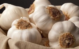 Qu'est-ce que l'ail de printemps et comment le cultiver correctement: un guide étape par étape et les secrets des jardiniers expérimentés