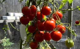 Arbustes miniatures avec des miettes de tomates - décoration de jardin: tomate 