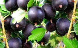 Qu'est-ce que le bon commandant de groseille à maquereau (Vladil) et pourquoi cela vaut-il la peine de le cultiver