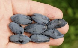 En quelle année le chèvrefeuille porte-t-il ses fruits après la plantation?