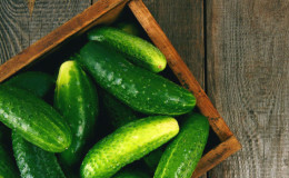 Comment éliminer l'amertume des concombres et pourquoi elle apparaît