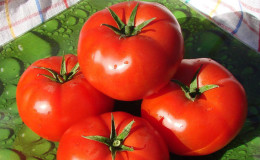 Sans prétention, polyvalente, tomate précoce 