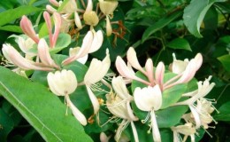 Chèvrefeuille Chèvrefeuille en croissance: plantation, entretien, reproduction